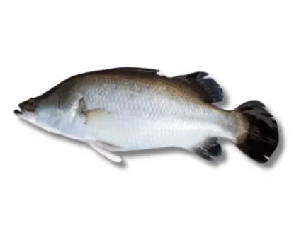 Koral Fresh Local Captured (500-899 kg)