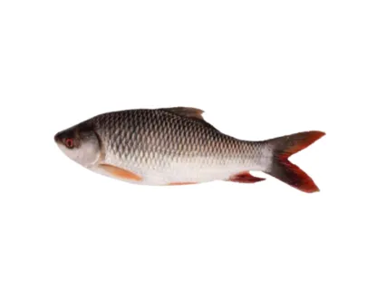 Rui Fresh Local Cultured (1.5-1.99 kg) per kg