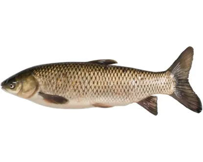 Black Curp Fresh Local Cultured 5kg+ /per kg