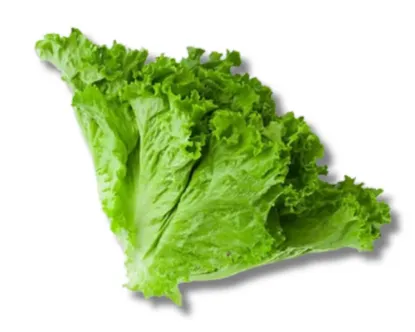 Salad Pata (Lettuce) Local kg