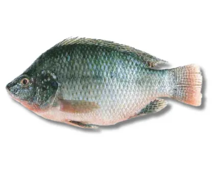 Telapiya Fresh Local Cultured 400gm(per kg)
