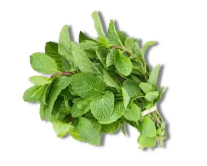 Pudinapata (Mint Leaf) kg