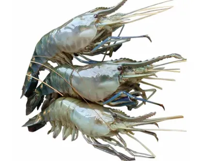 Golda Fresh Local Cultured (30-40 Pcs/kg)