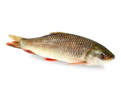 Rui Fresh Local Cultured (2-2.99 kg)