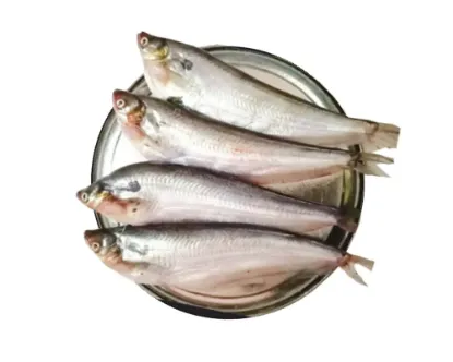 Pabda Processed (18-25 Pcs/kg)