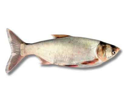 Silver Carp Fresh Local Cultured (Medium) (per kg)