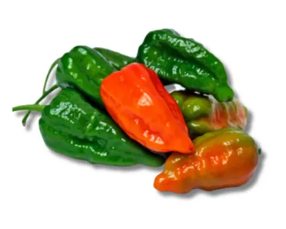 Bombay Morich (Bombay Chili) per piece