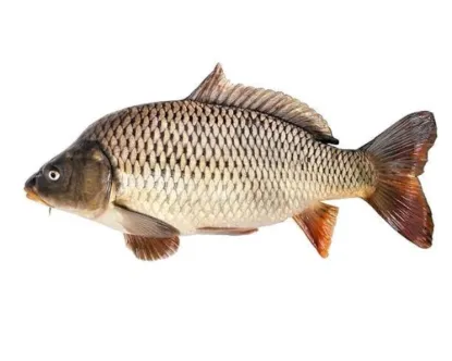 Carpu Fresh Local Cultured (per kg)