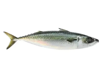 Chub Mackerel Fresh Local Captured