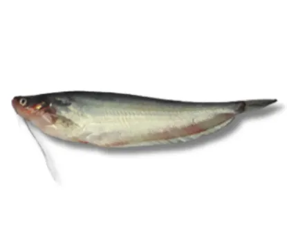 Pabda Fresh Local Cultured (18-25 Pcs/kg)