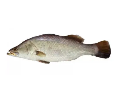 Koral Fresh Local Captured (4-6.999 kg) per kg