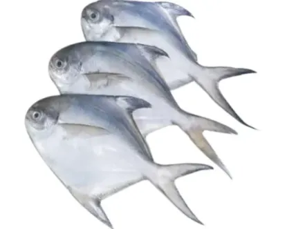 Rupchanda (Promfret) Fresh Local Captured (3-4 Pcs/kg)