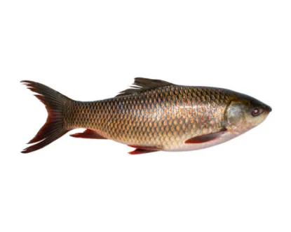 Rui Fresh Local Cultured (5-6.99 kg) per kg