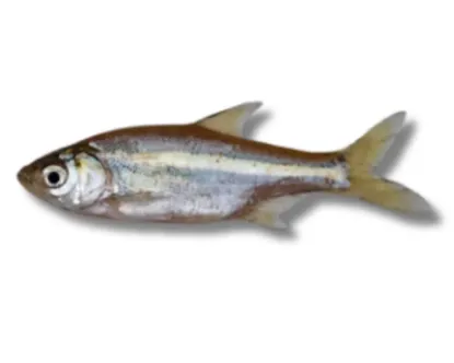 Mola Fresh Local Captured (per kg)