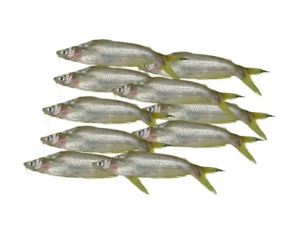 Batashi Fresh Local Captured (per kg)